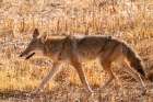 USA, New Mexico, Bosque Del Apache National Wildlife Refuge. Coyote walking in grass stubble. Art Print